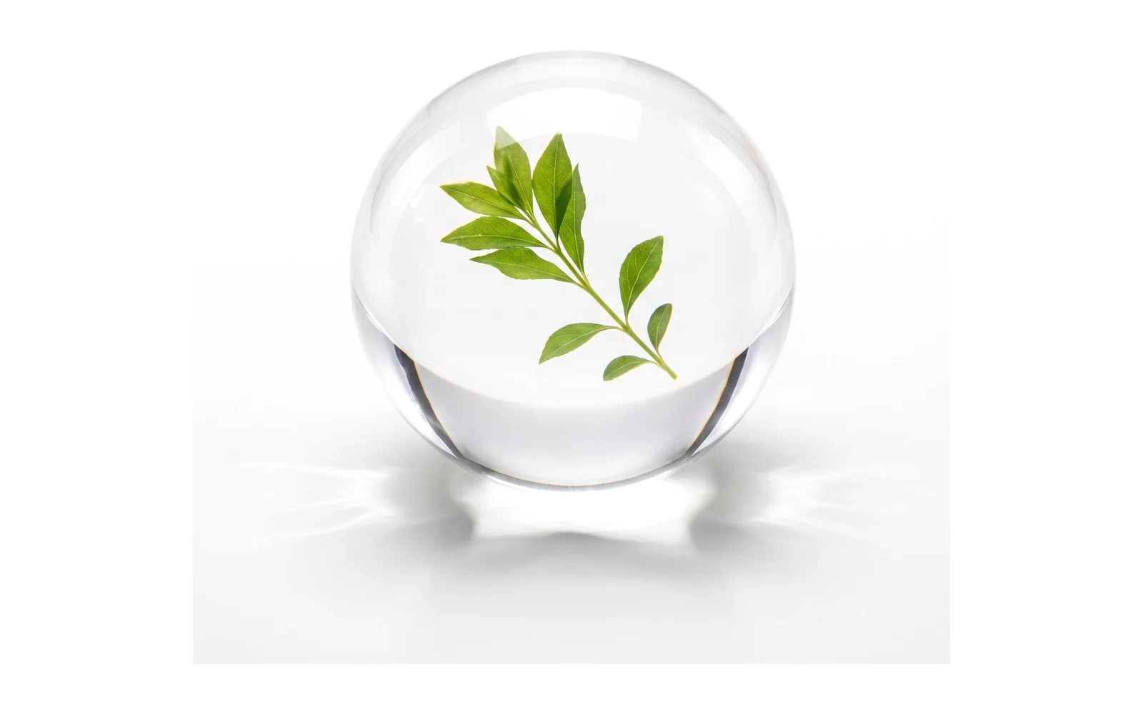 A green leaf suspended inside a clear glass sphere
